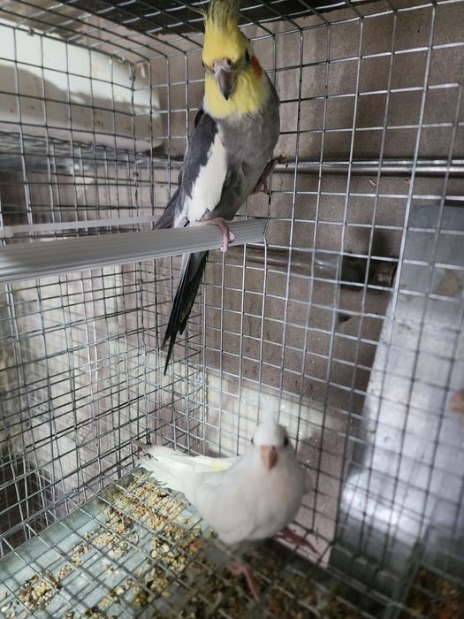 Caturras, Macho e fêmea