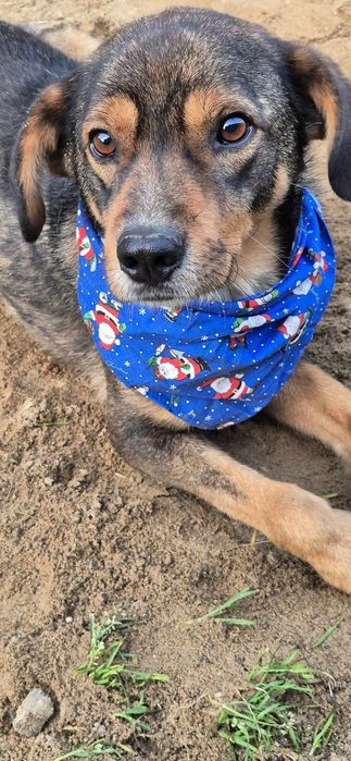 Piesek około 3 lata