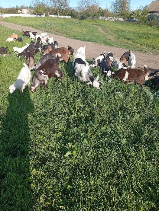 Продам козлята 3-4міс.ламанчі і 50% нубійці