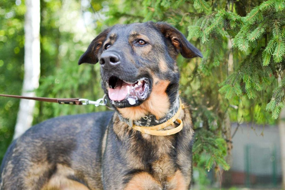 Młody zjawiskowy Simba szuka domu