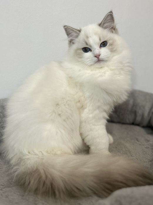 Kotka Ragdoll hodowlana blue bicolor lynx FPL/FIFE do hodowli