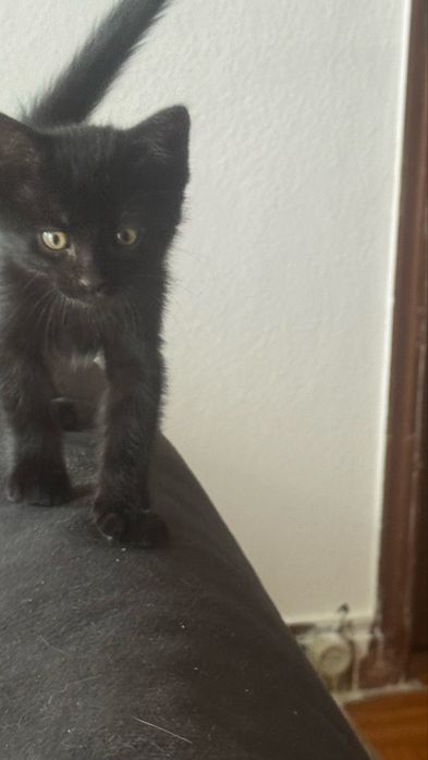 Lindos gatinhos