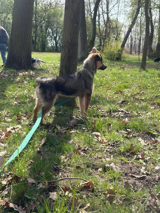 Mikro sunia do adopcji