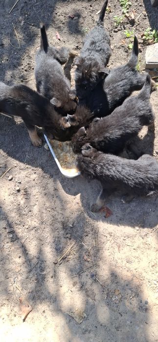 УВАГА!, ШАРА,Роздаю безкоштовно цуценят німецької крові