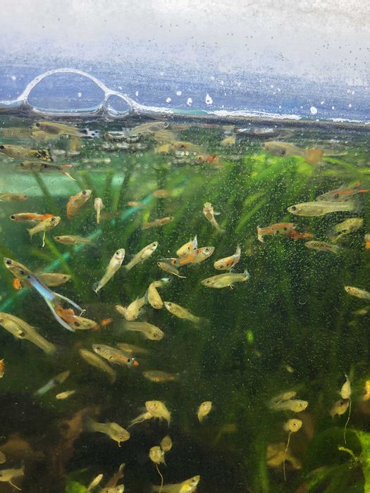 Gupiki z własnej hodowli