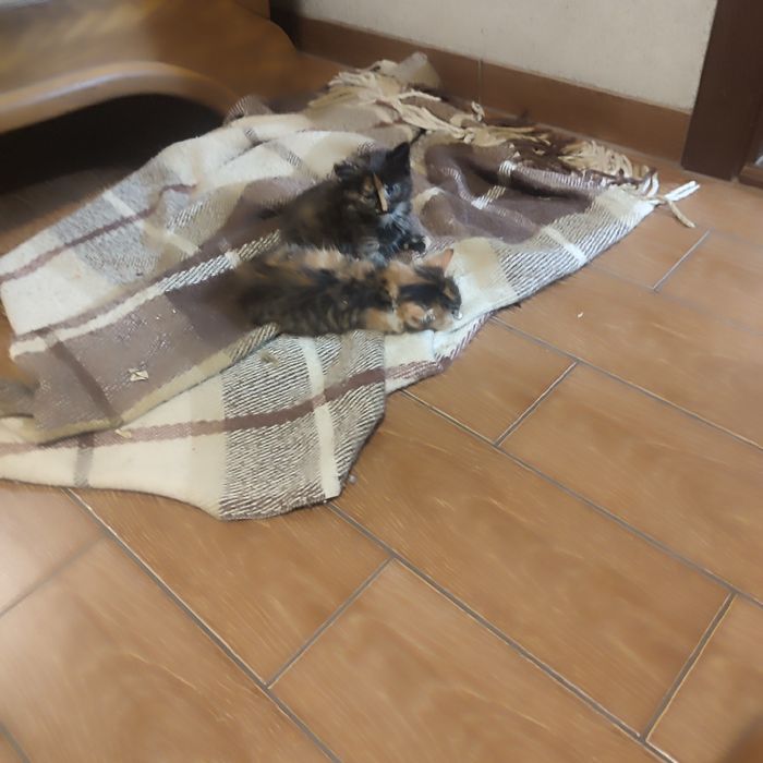 Котинята в добрі рукі