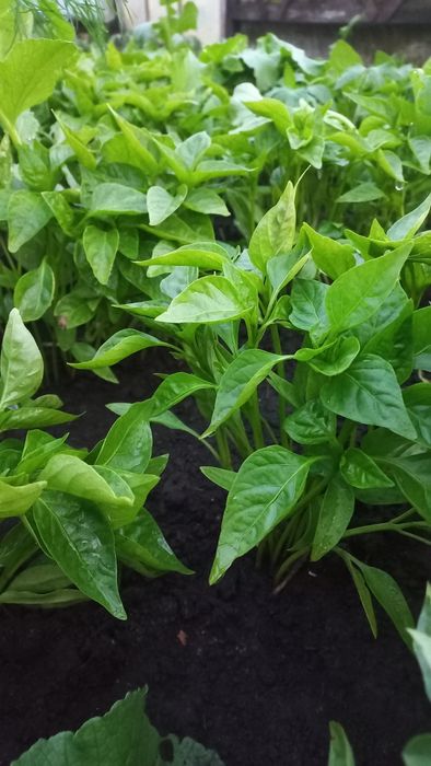 Розсада табака кріпкого