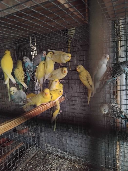 Piriquitos Australianos