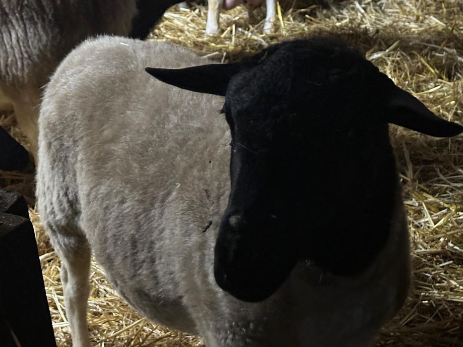 Cordeira Dorper grávida