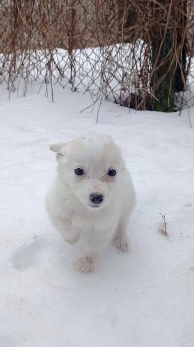 Цуценята, які виростуть маленького зросту!  БЕЗКОШТОВНО