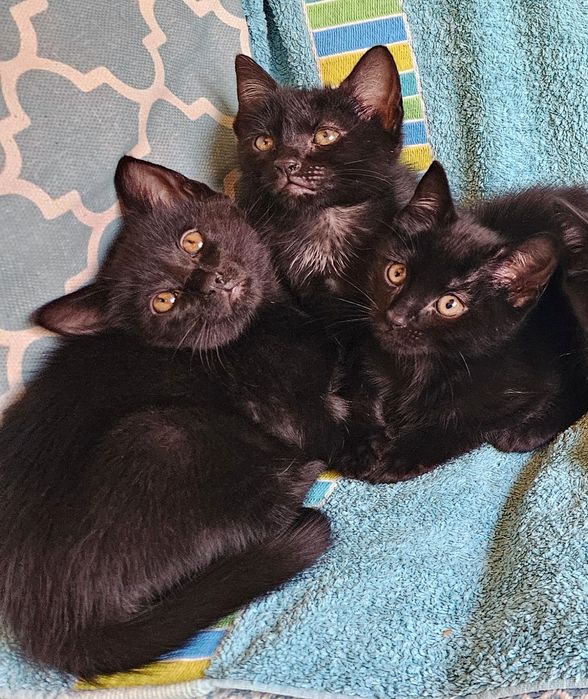Gatinhos bébes para doação