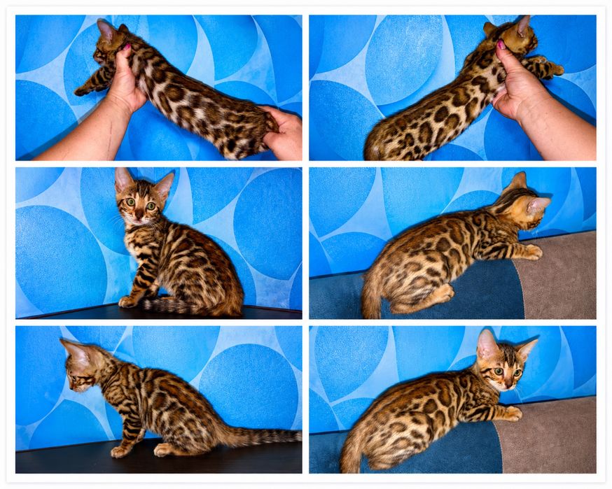 Бенгальські кошенята