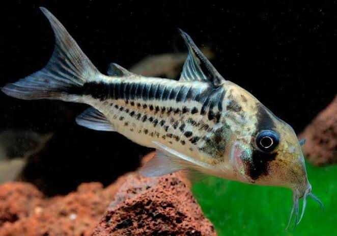Kirys skośnopręgi (Corydoras loxozonus) WYSYŁKA AKWAWIN