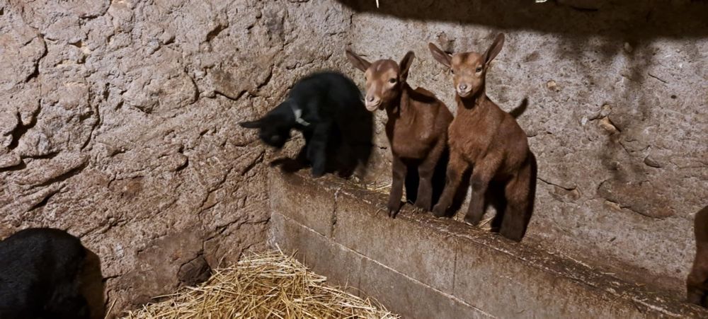 Cabritos raça murciana
