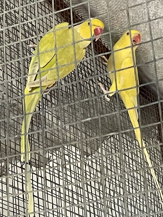 Dois casais Ring neck adultos