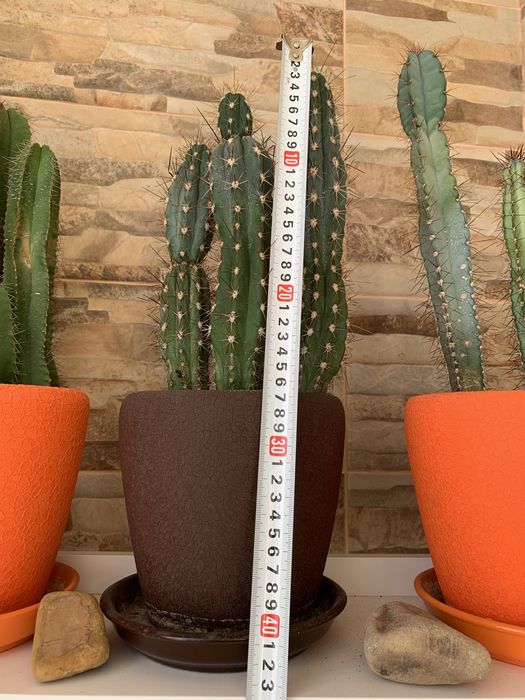 Сім’я кактусів, яким більше 10 років.