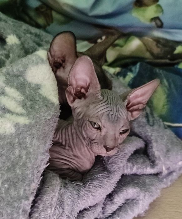 Донський сфінкс хлопчик