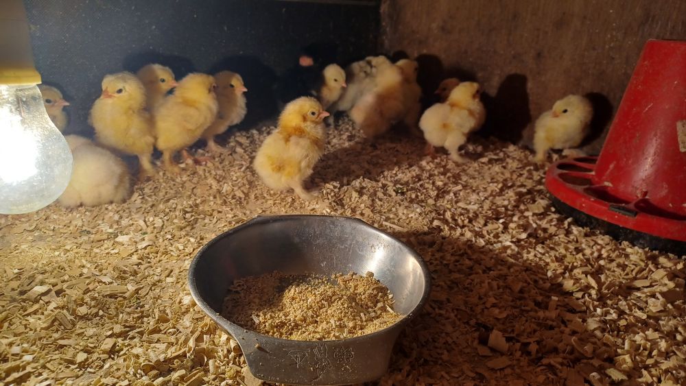 Aves capoeira  brahma light