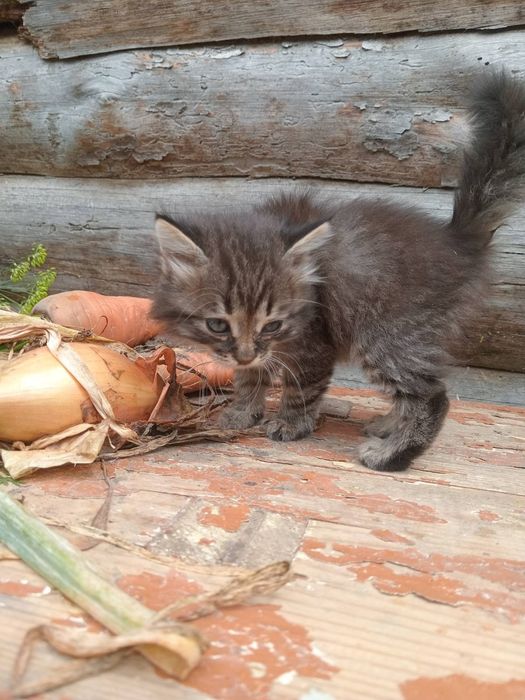 Маленькі кошенята відам у добрі руки.