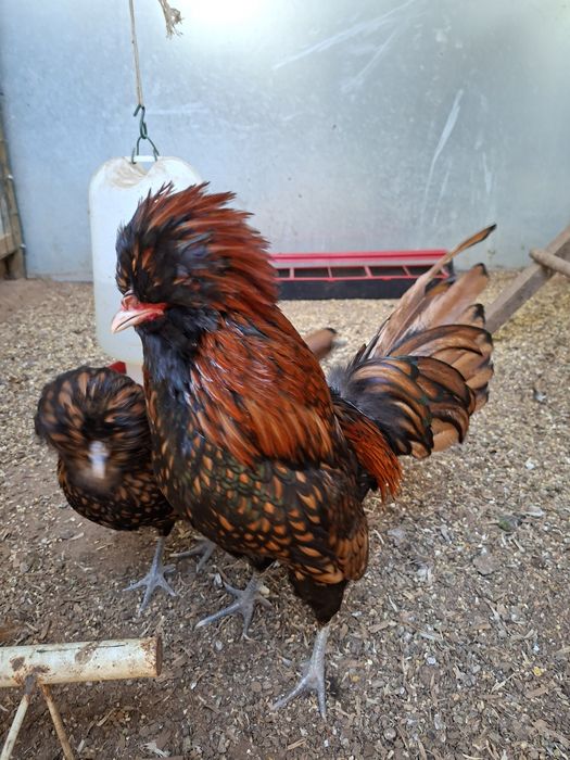 Ovos Paduana/Brahma/Orpington/Rhode Island Red