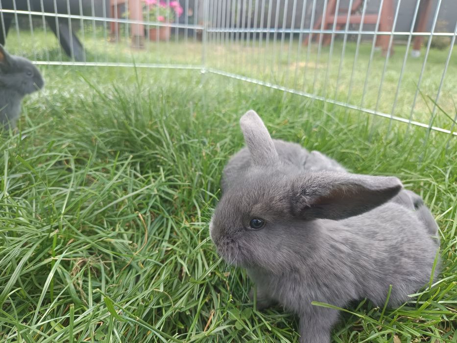 Króliki Barany francuskie niebieskie