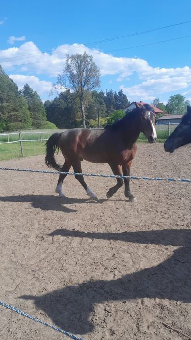 Sprzedam 3letniego walacha - okolo 167cm