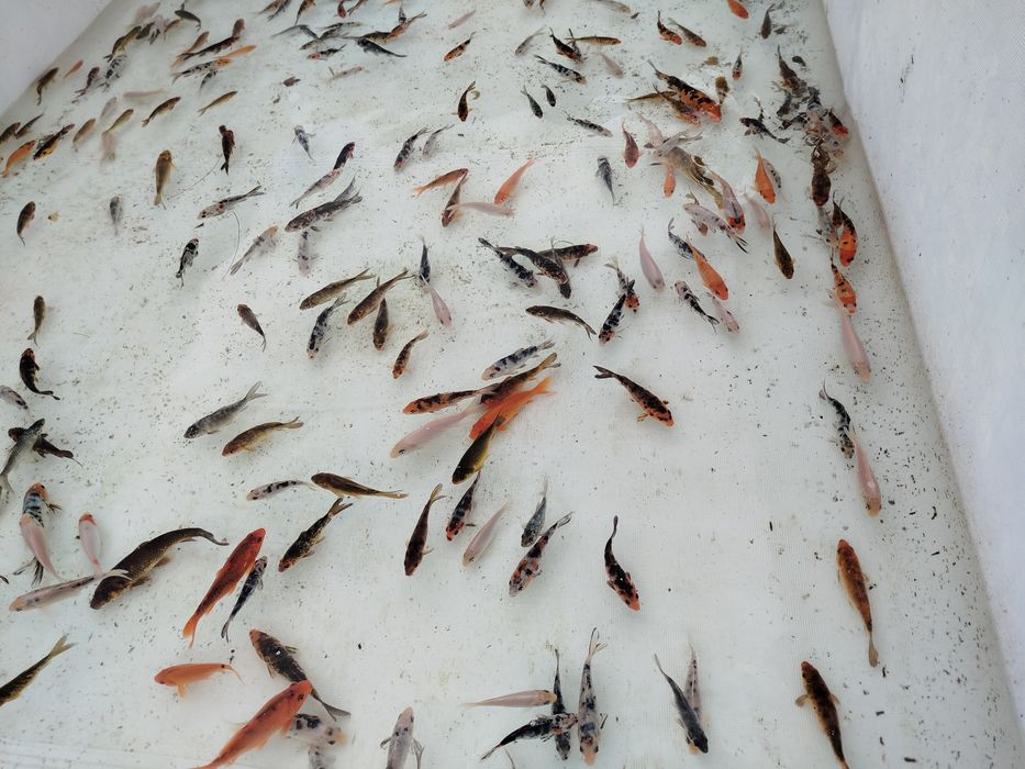 Karp karpie koi sprzedam
