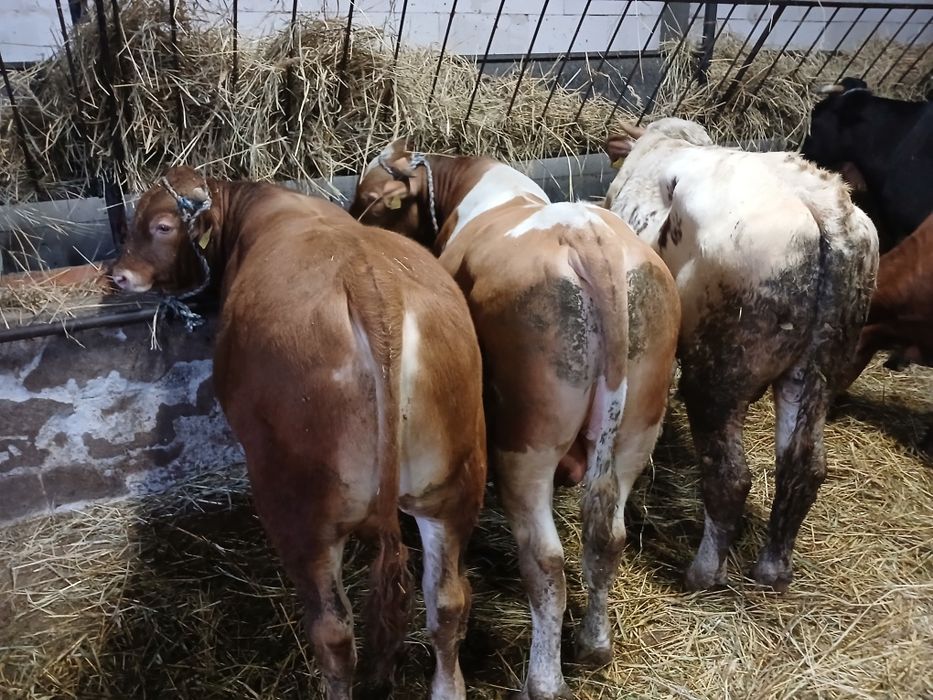 Skup bydła i cieląt SUROWIEC.  Gotówka,  przelew 24 H