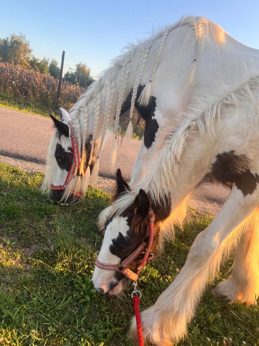 Ogierek Gypsy Cob - Tinker