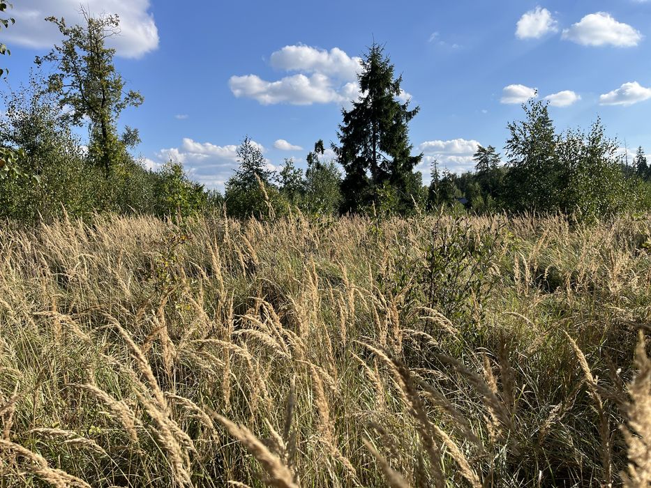 Działki leśne 3267 m² i 5883 m² – Smolugi, gm. Dziadkowice – 8 zł/m²