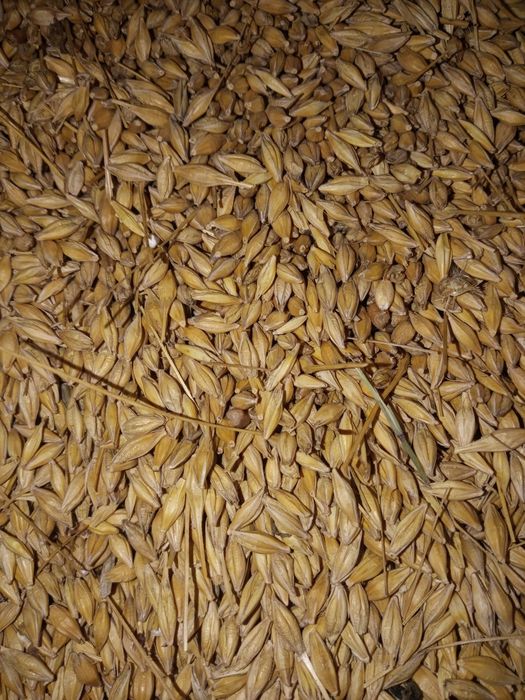 SprzedamPszenicę i jęczmień