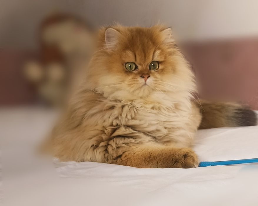 Золота шиншила хлопчик