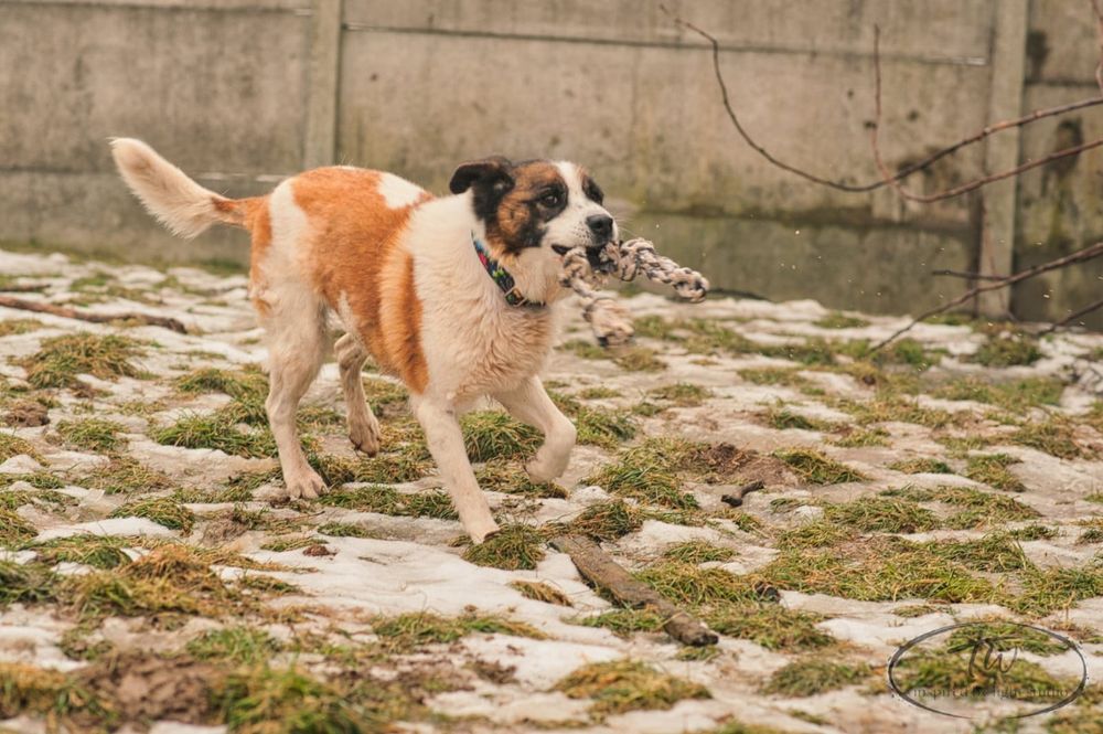 Cudowna sunia szuka domu