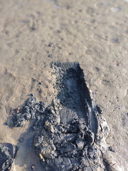 Oddam nawóz (osad denny ze stawu,muł,obornik)