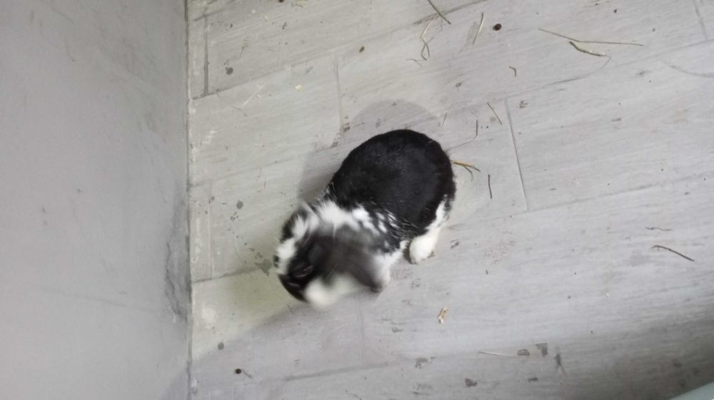 2 gaiolas mais casal coelhos mini lop