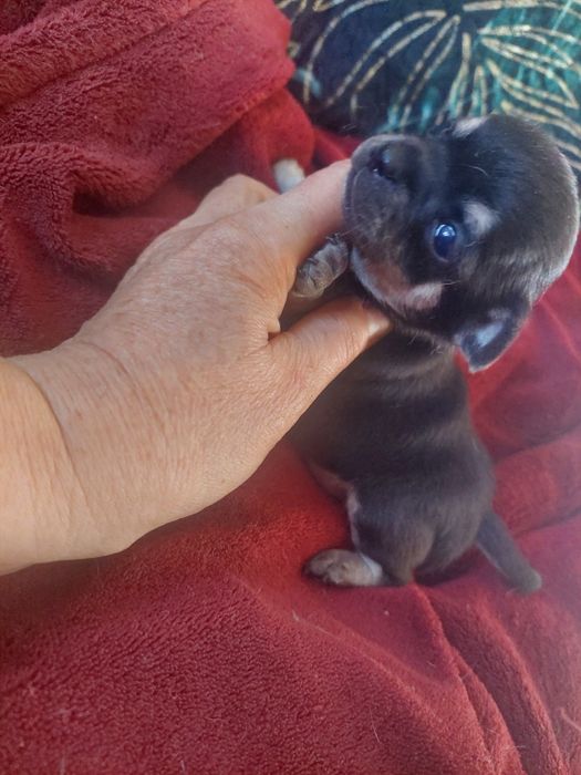 Suczka chihuahua-czarna podpalana laleczka