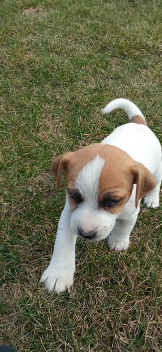 Jack Russell Terrier