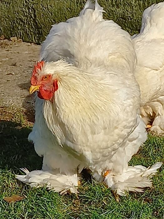 Ovos e pintos de Galinhas de Raça