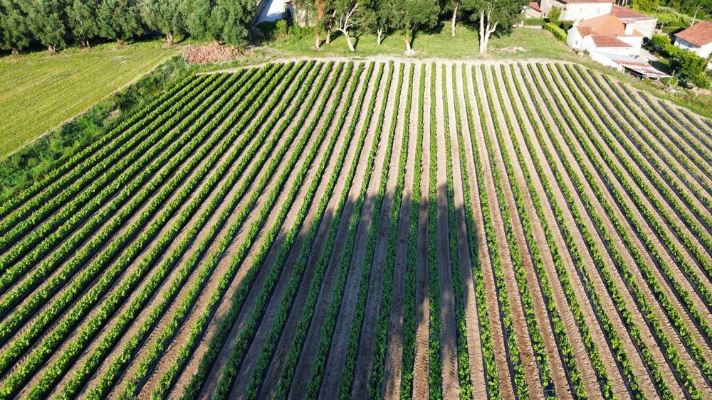 Videiras enxertadas (omega):196/17 e 1103-P