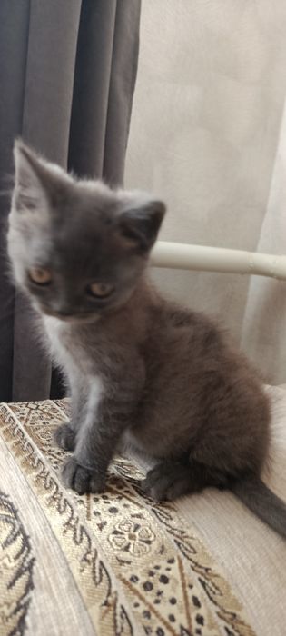 Котик британець .