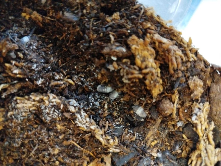 Cubaris Panda prosionki 15 sztuk