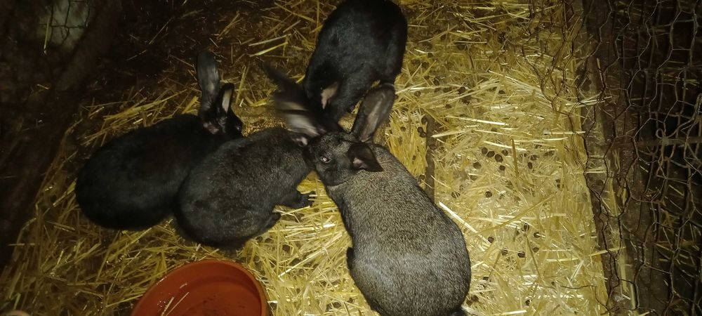 Vendem-se coelhos caseiros