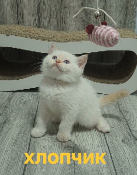 Висловухе кошеня