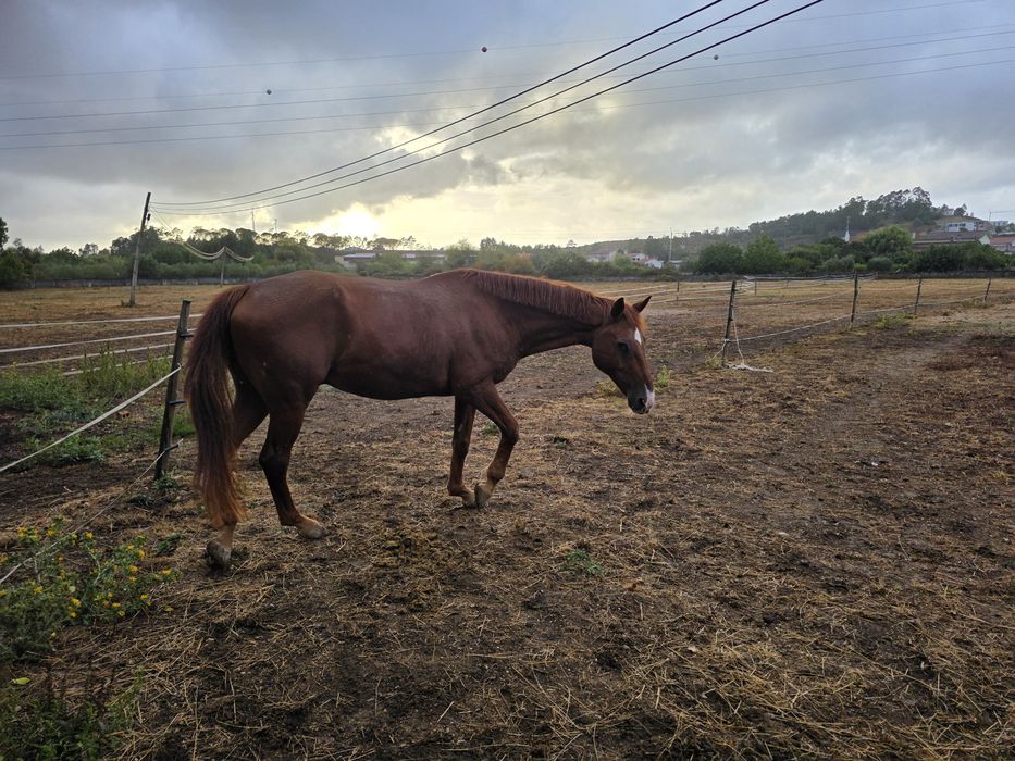 Vendo cavalo sela frances puro para iniciados