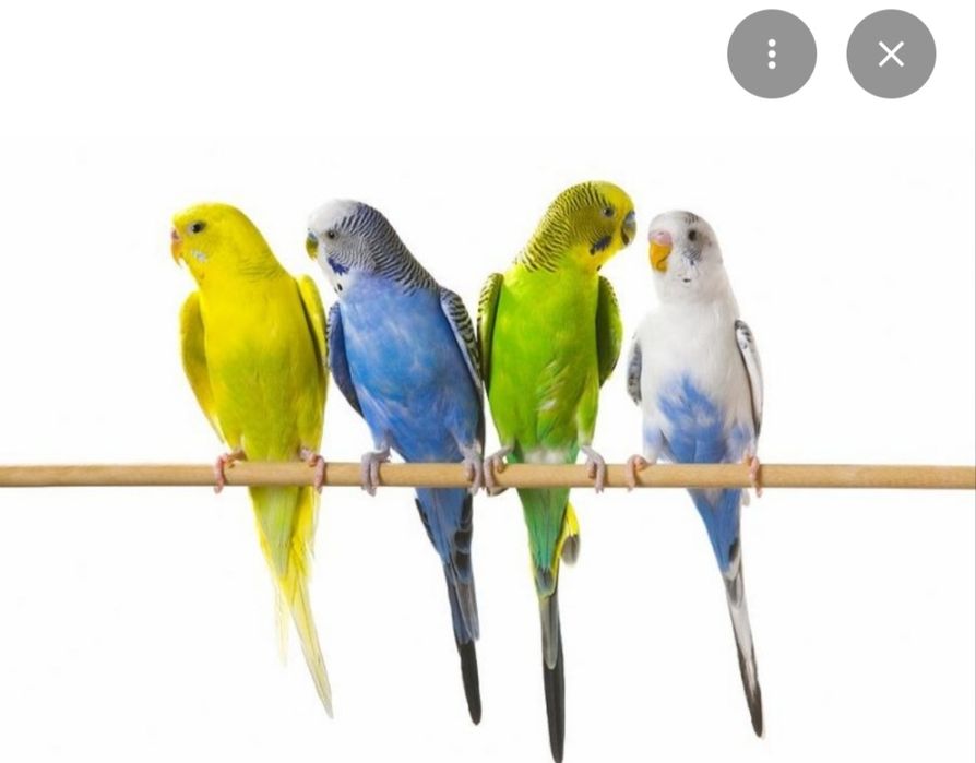 Прийму в дар папугая