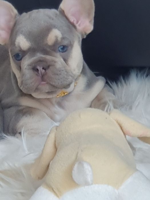 Buldog francuski/Elegandzkie dziewczynki
