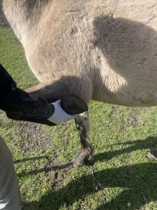 Klacz konika polskiego