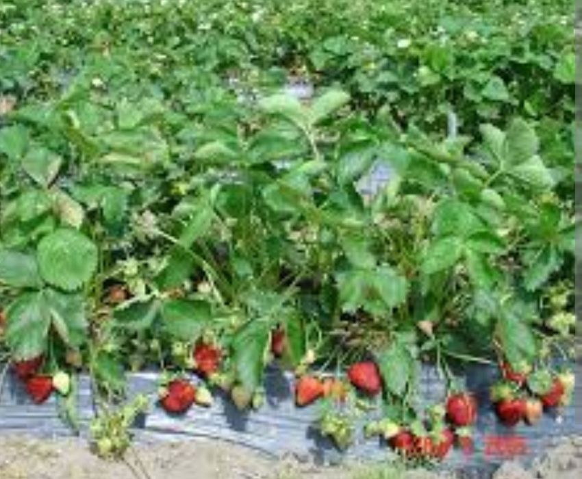 Truskawki sadzonki