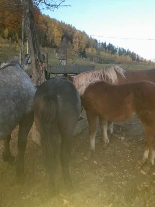 Продаж коней та лошат