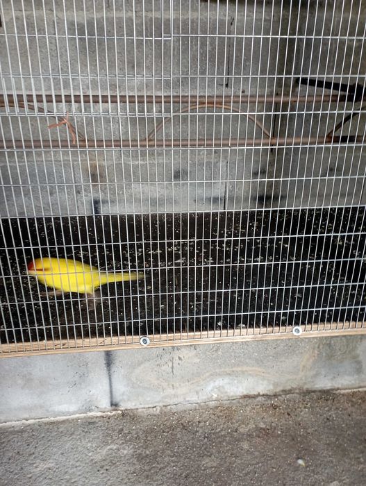 Ring neks e outras aves